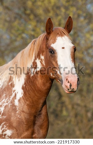 Portrait of nice paint horse