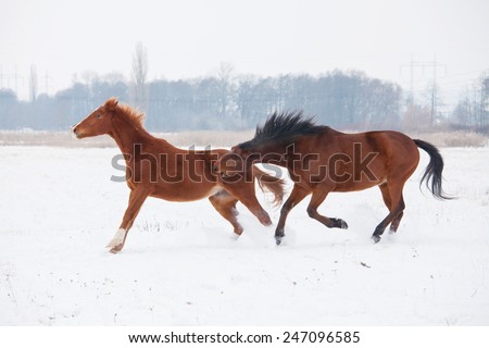 Two horses running in winter landscape