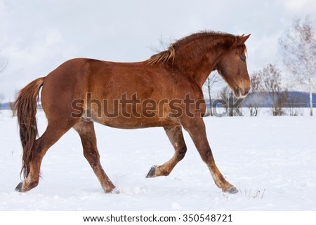 Horse running in winter landscape