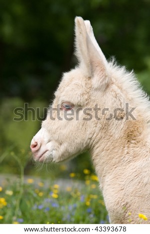 Head of white donkey foal - albino