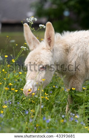 White donkey foal - albino