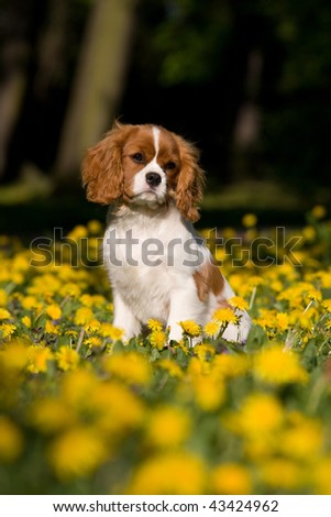 Lovely Cavalier King Charles spaniel  puppy sitting in dandelion