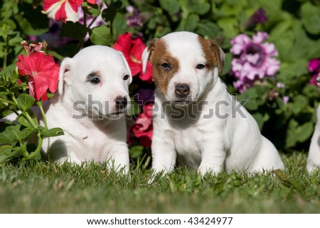 Two Jack russell terrier puppies sitting in front of flowers