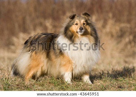  vintage figurine dog vintage Miniature+sheltie+collie