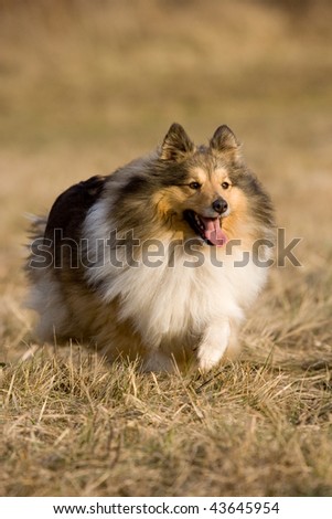  sale shelties fornot Or sheltie collie or in listings online Miniature 