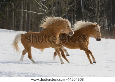 Two horses running through snowy landscape