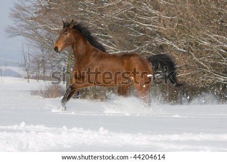 Brown horse running through snowy landscape
