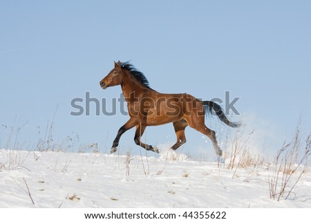 Brown horse running through snowy meadow