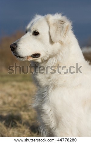 Portrait of white dog - side view