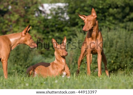 Three dogs in a meadow - Pharaoh Hound