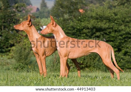 Two standing dogs in a meadow - Pharaoh Hound