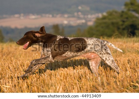Running German short-haired pointer in a field
