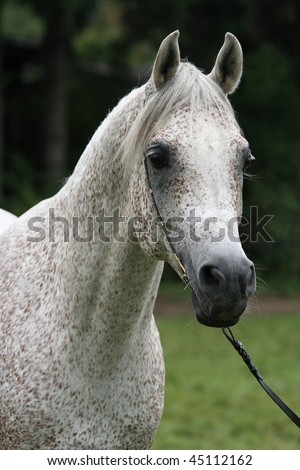Arabian Horse Beautiful