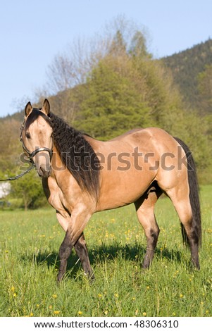 pictures of quarter horses. American Quarter horse