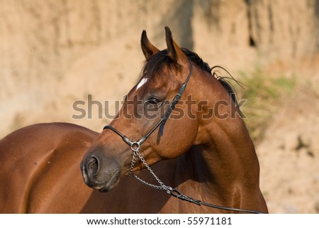 Portrait of nice brown horse