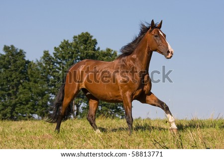 Brown horse running on the meadow