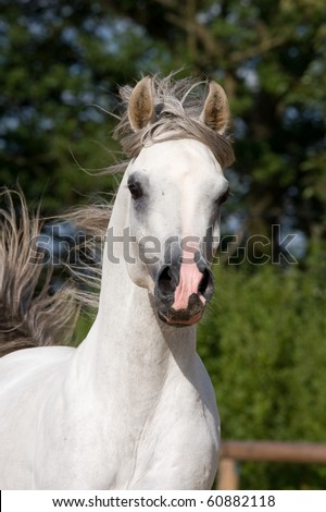 Portrait of nice running horse