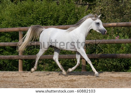 arabian horses wallpaper. arabian horse wallpaper.