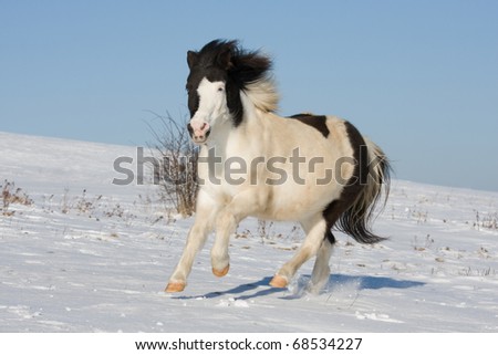 Nice pony running through snowy landscape