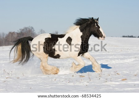 Nice gypsy horse running through snowy landscape