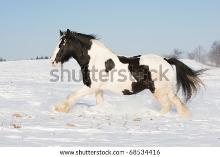 Nice gypsy horse running through snowy landscape