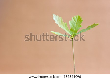 Young oak tree sprout in paper pot