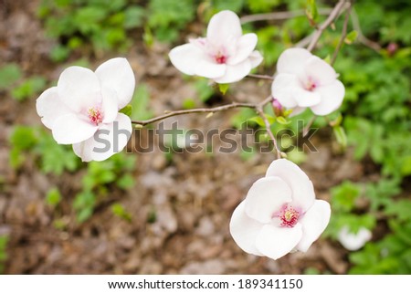 bright spring flowers and lush foliage