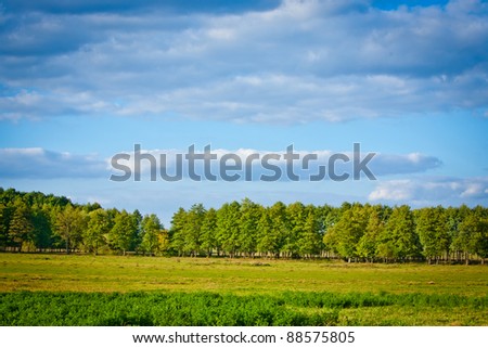 meadow with lush grass, forest and sky with clouds