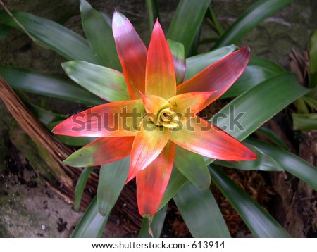 Multi-Colored Desert Flower