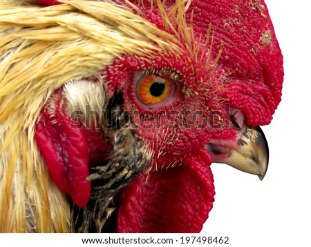 Red Rooster Portrait. Isolated