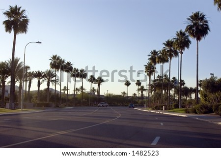 Palm Trees Along the Road of a Strip Mall with Blue Skies