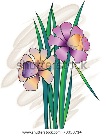 vector illustration of narcissus flowers purple