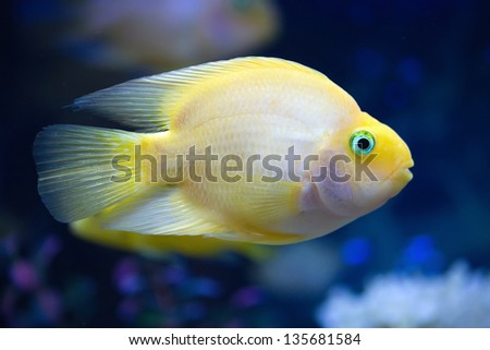 Yellow exotic fish swim in deep blue water side view closeup