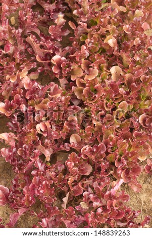 Many red salad bushes grows in garden close up