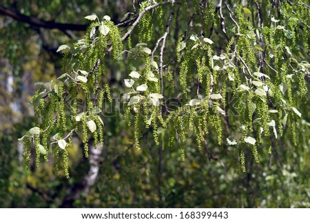 Birch branches blossom in spring forest close up