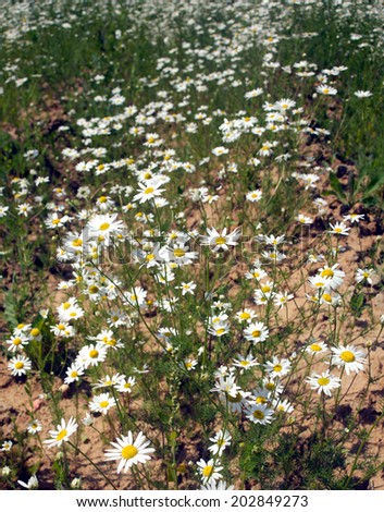 Field with many daisy flowers vertical photo closeup