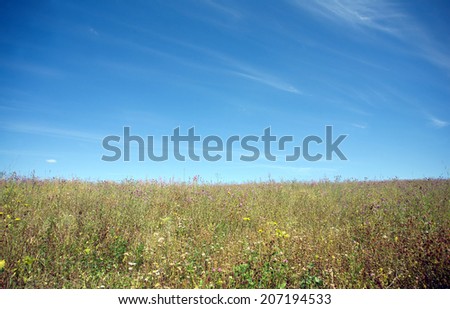 Landscape with green meadow with many field flowers under beautiful blue sky in summer day