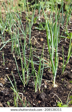 Lot of green onion grows in a garden. Vertical photo close up