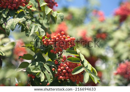 Many rowan-berries fruits hangs on green branches in early autumn closeup