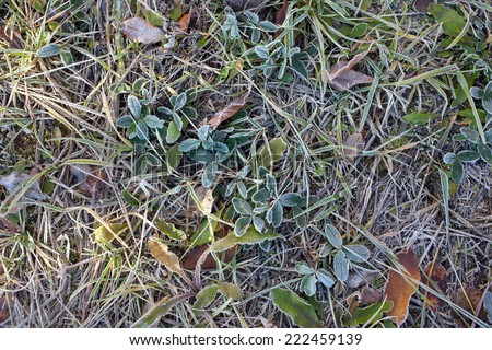 The first autumn frosts. Land, grass and plants covered with morning frost. Close-up photo
