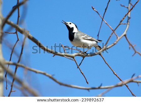 White wagtail bird sits on tree branch and sings over cloudless blue sky in spring