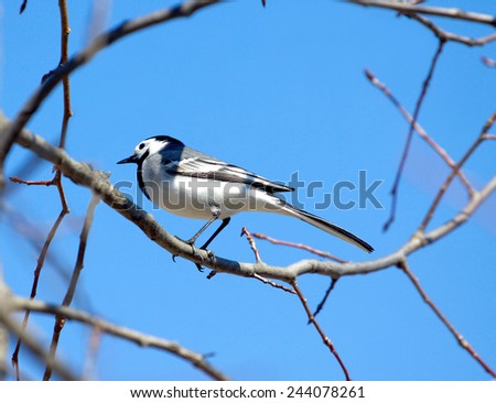 White wagtail bird sits on tree branch over cloudless blue sky in spring forest