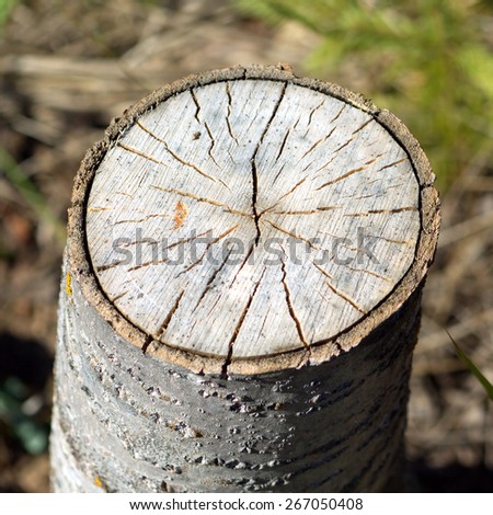 Stump of sawn aspen with cracks and annual rings. Photo closeup