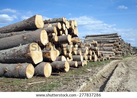 Many sawed pine logs stacked in long pile under blue sky with white clouds in summer day. Side view
