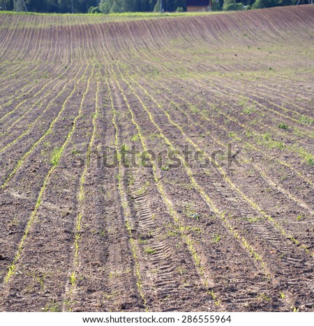 Large plowed field with the young shoots of plants stretching to horizon vertical view