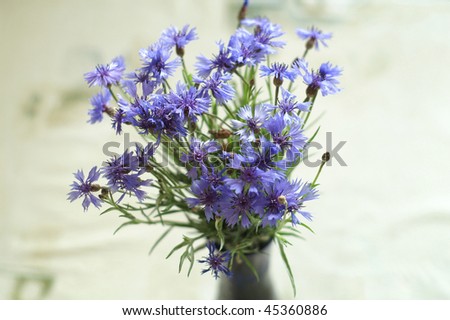 Nice bouquet of live blue cornflowers in vase