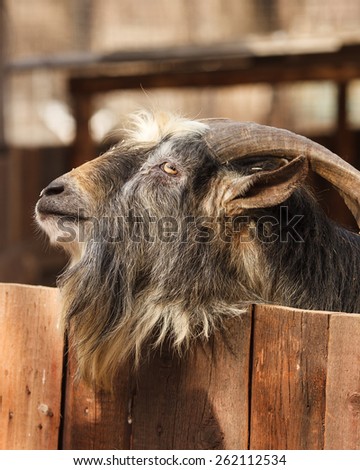 The portrait of the goat behind the fence