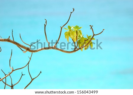 Trees on tropical sea background, Similan island, Andaman Sea, Thailand