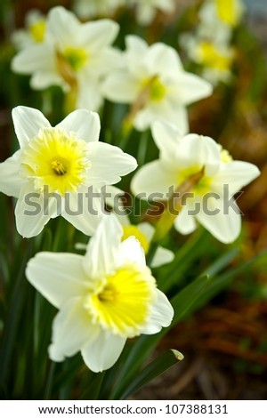 Spring Time Narcissuses - Vertical Photography, Flowers Photo Collection. White-Yellow Narcissus.