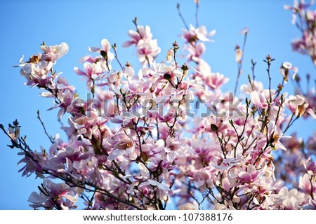 Magnolia Blossom Tree - Spring in the Town. Pink Buds FLowering Magnolia Tree. Horizontal Photography. Nature Photo Collection.